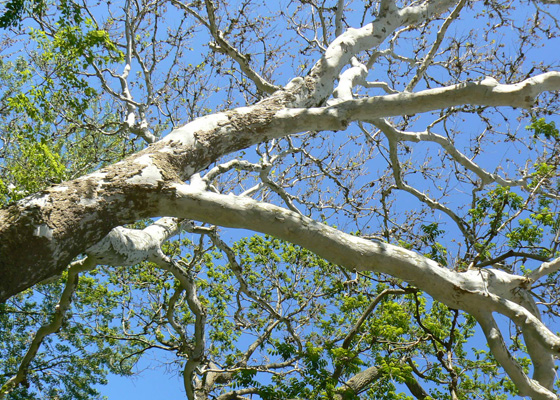 An old Sycamore in Pawtuxet Village showing symptoms of Anthracnose